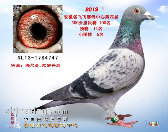 海尔曼 比佛丹姆