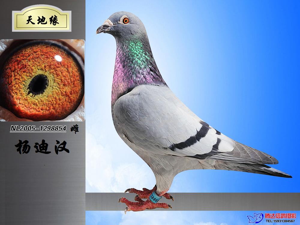 荷兰原环