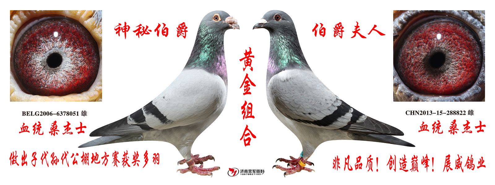 桑杰士黄金组合