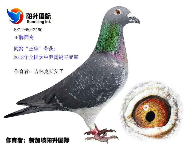 王牌同窝_新加坡阳升国际鸽舍_ ag188.com爱鸽商城_中国信鸽信息网