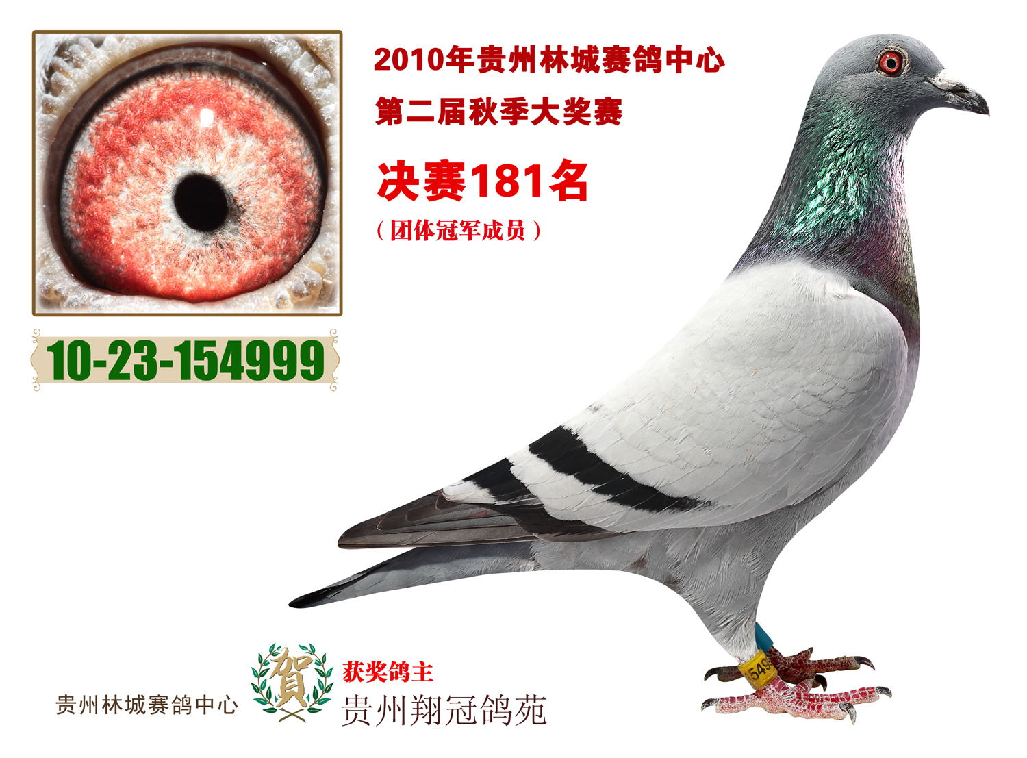 信鸽特征