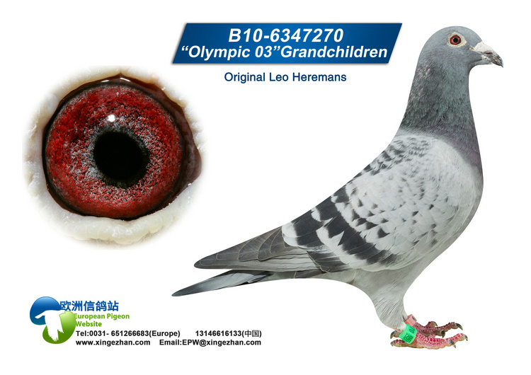 qq 鸽友圈 相关图片   信鸽特征                  编 号: 317213