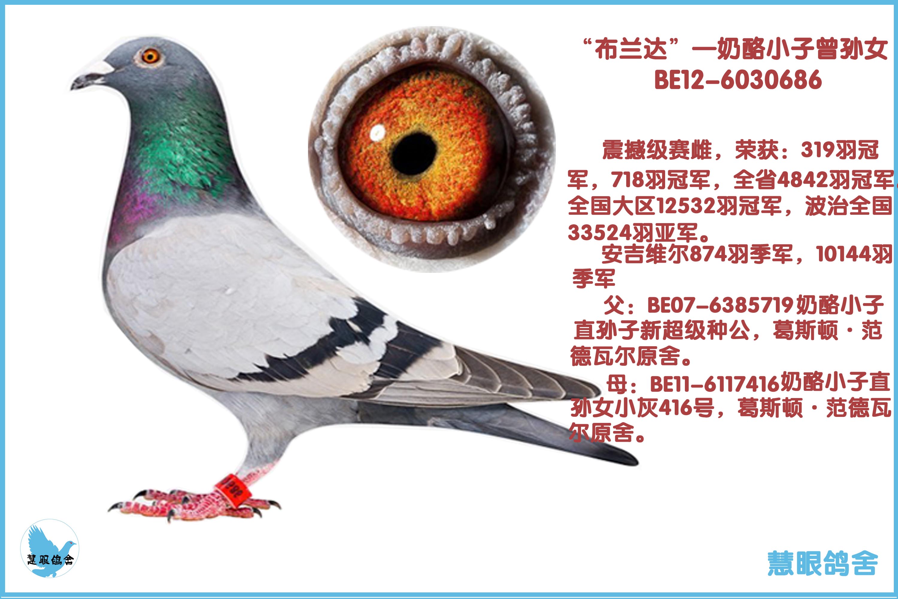 奶酪小子回血曾孙女—布兰达