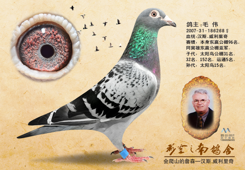 汉斯威利里奇_彩云之南鸽舍-中信网爱鸽商城