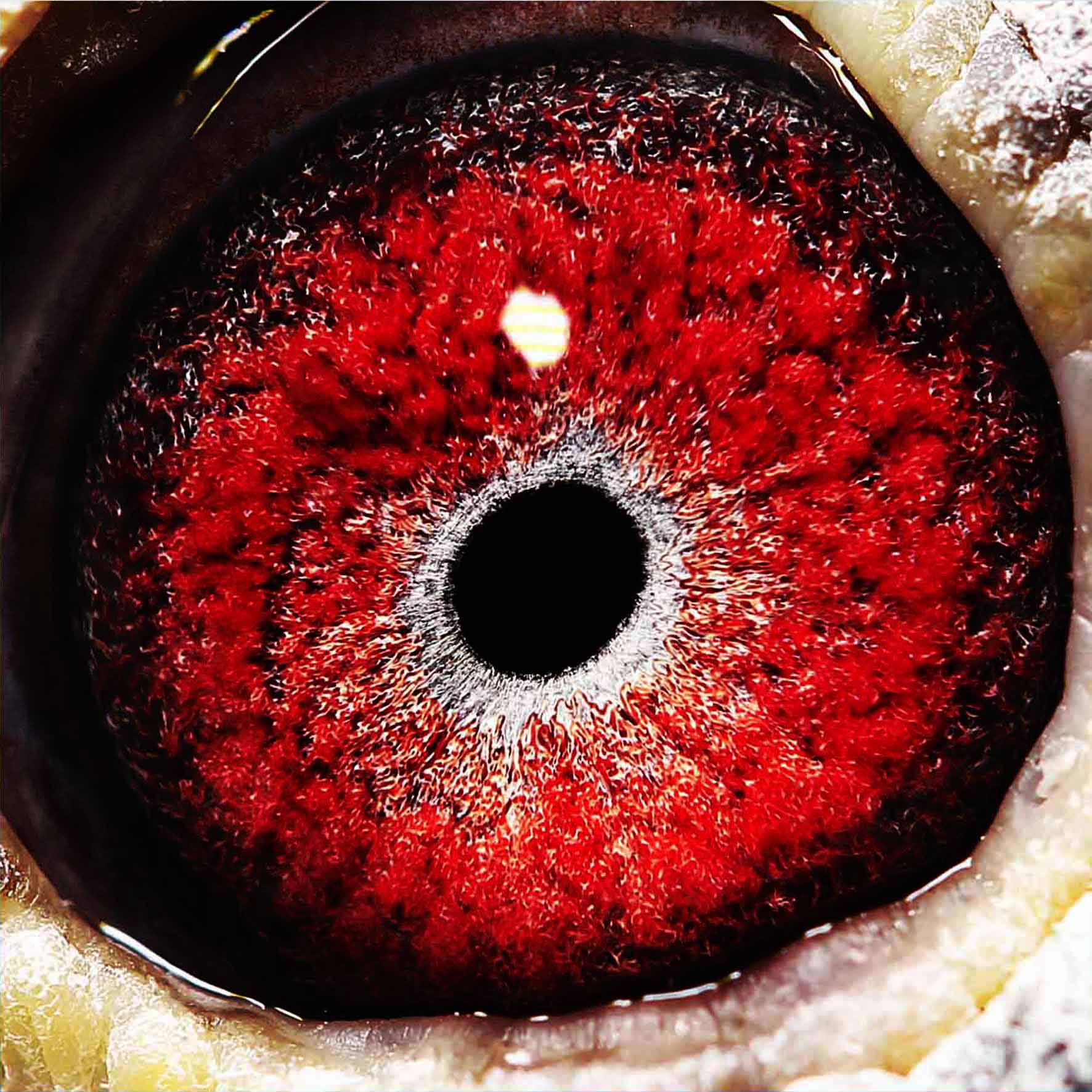 砂眼胡本_祥云育种中心-中信网爱鸽商城