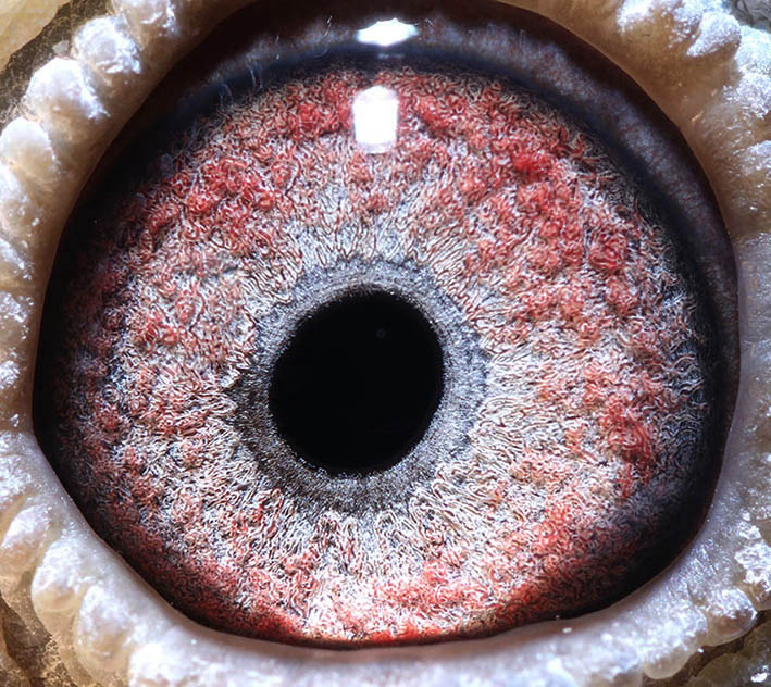 詹森子代鸽-669924