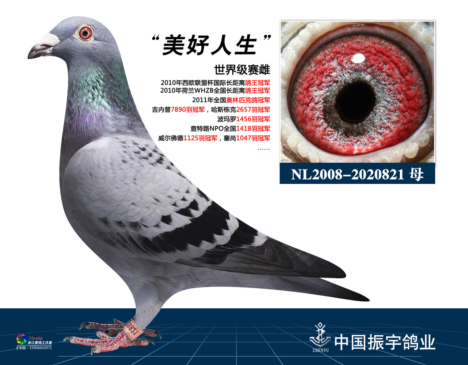 准备再修20亩地的鸽舍胡振宇不仅喜欢养鸽,更喜欢搜集赛鸽,"在国内