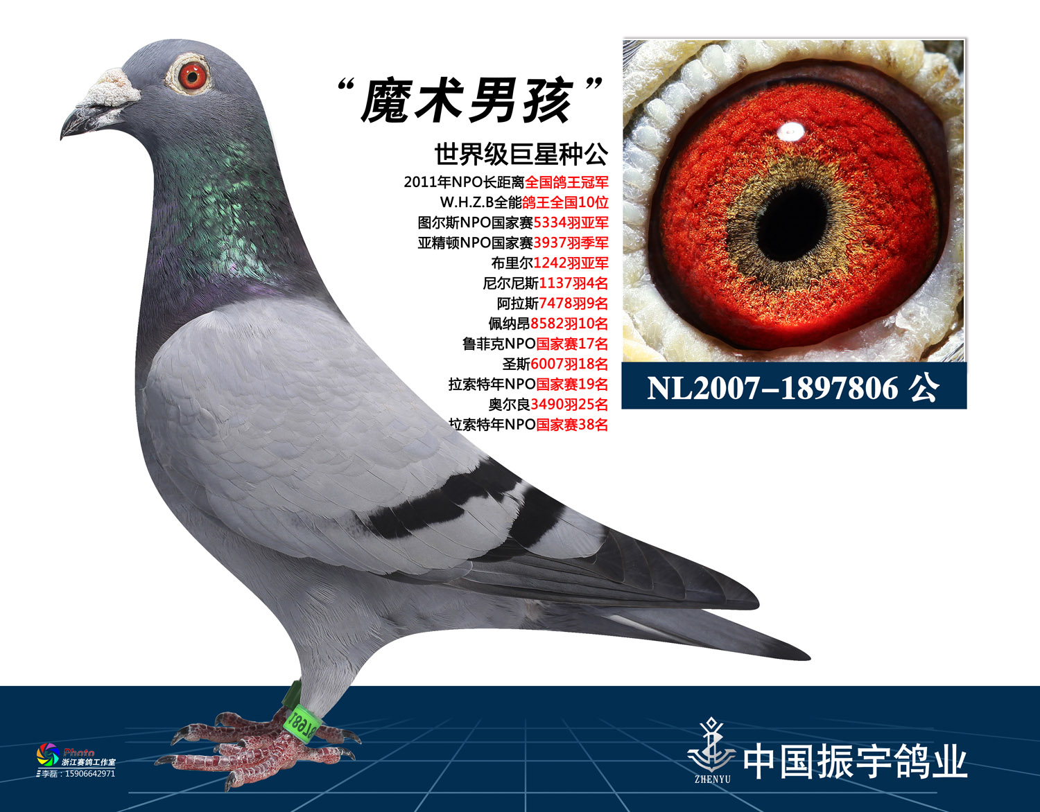 已售振宇公棚老总胡振宇龙湾赛鸽联盟1800大环体型玉米棒体型很适合多