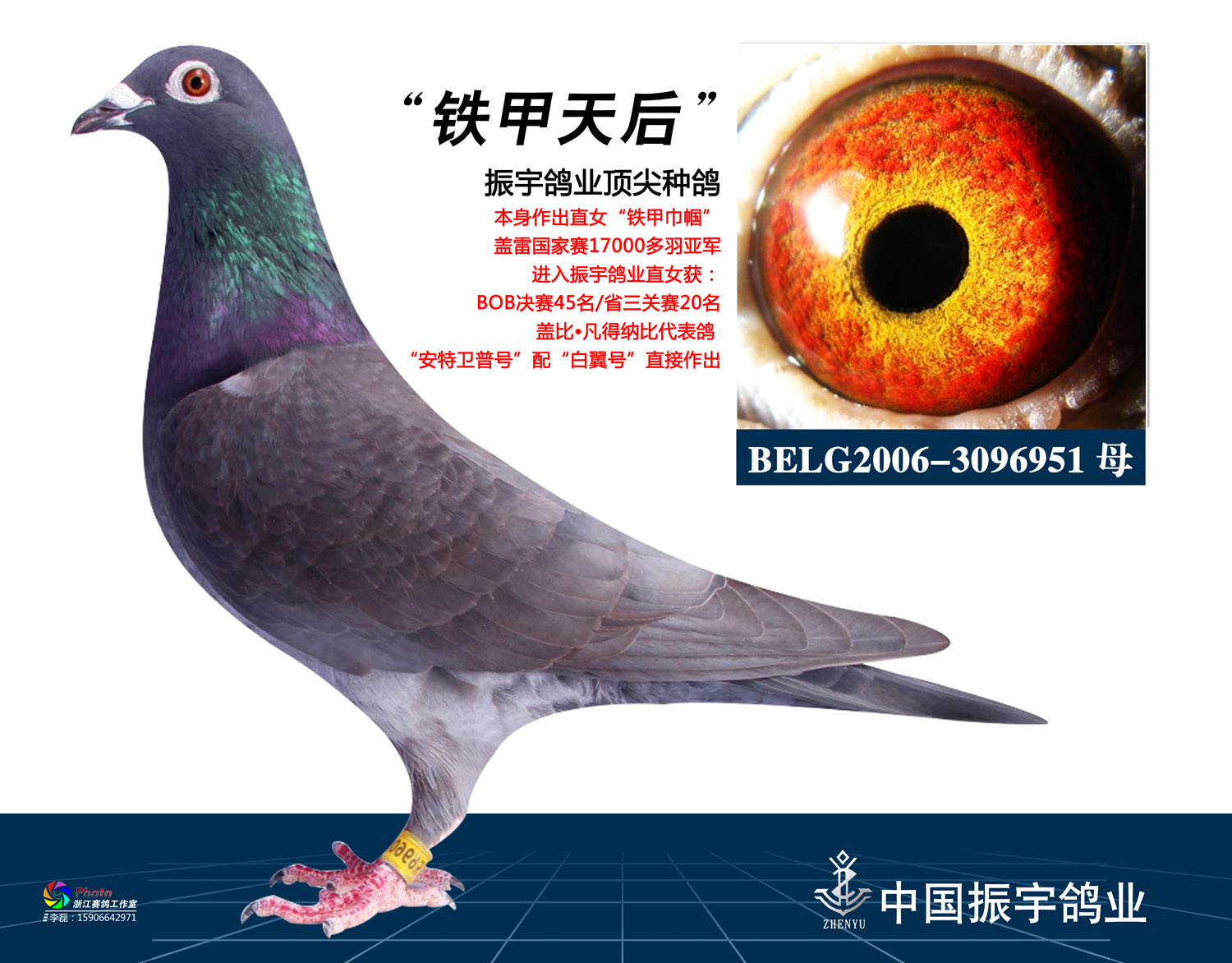 铁甲天后_振宇鸽业_ ag188.com爱鸽商城_中国信鸽信息网