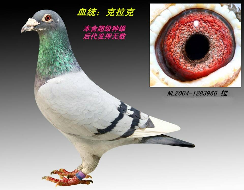 黄河赛鸽克拉克本舍超级种鸽