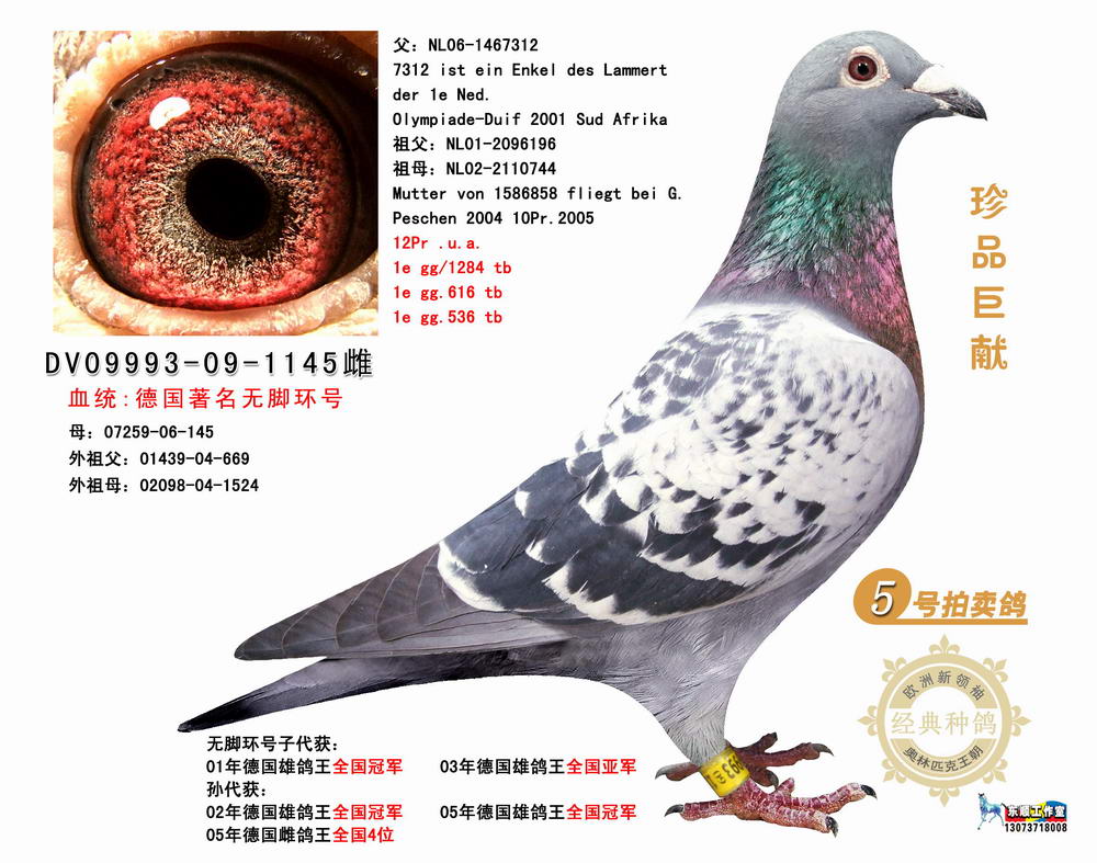 德国著名无脚环号_翔宇轩_ag188.com爱鸽商城_中国信鸽信息网