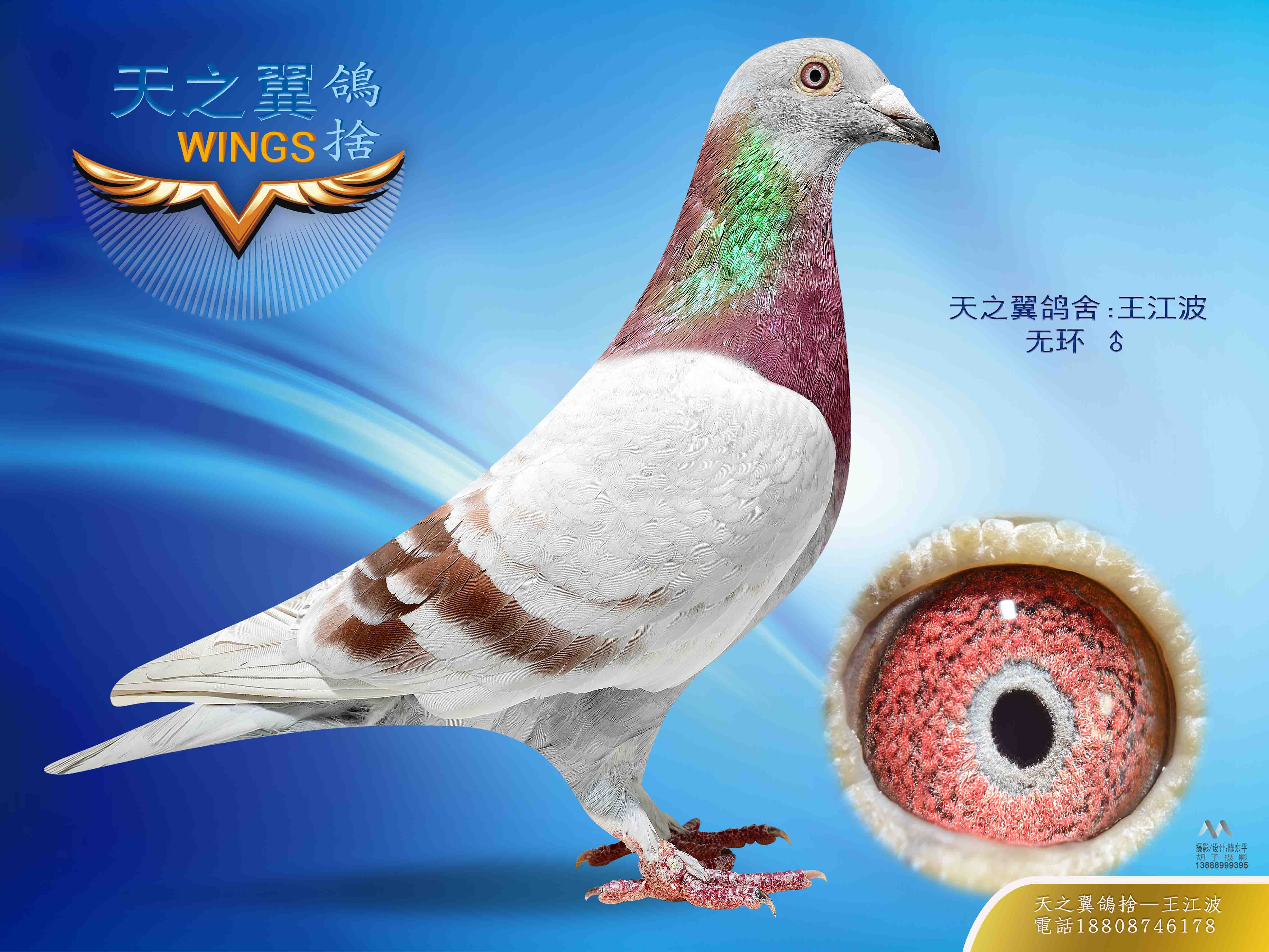 彼得曼德斯_天之翼鸽舍-中信网爱鸽商城
