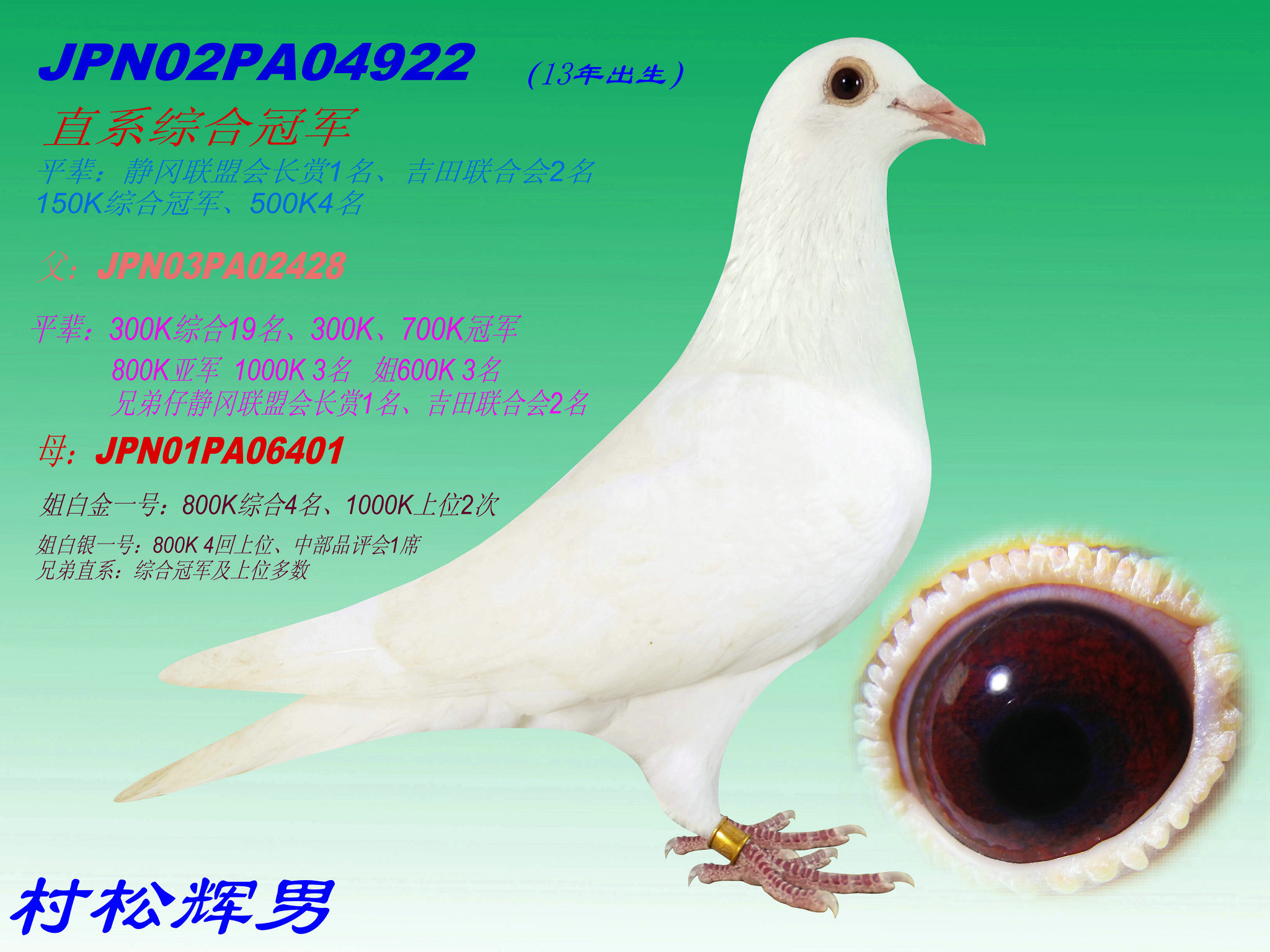 日本赛鸽名家种鸽图片图片