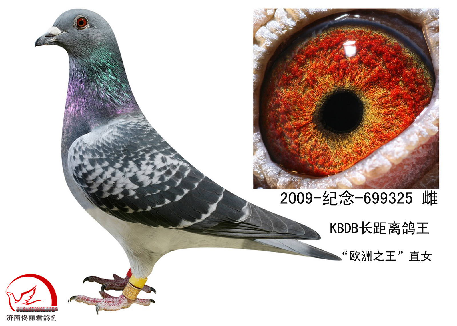 b.d.b长距离鸽王"欧洲之王"直女