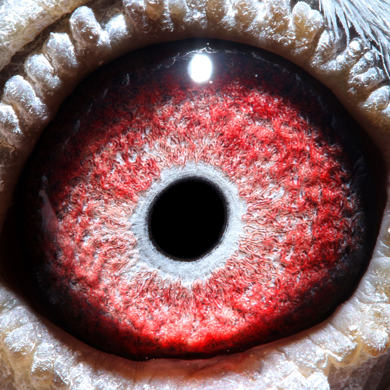 钻石652(特比环27名)已售