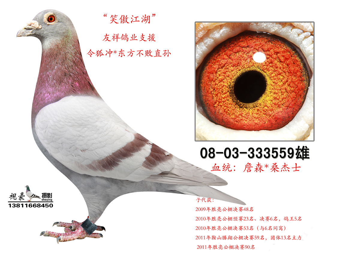 "令狐冲*东方不败"外孙_金忠集团_ ag188.com爱鸽商城_中国信鸽信息网