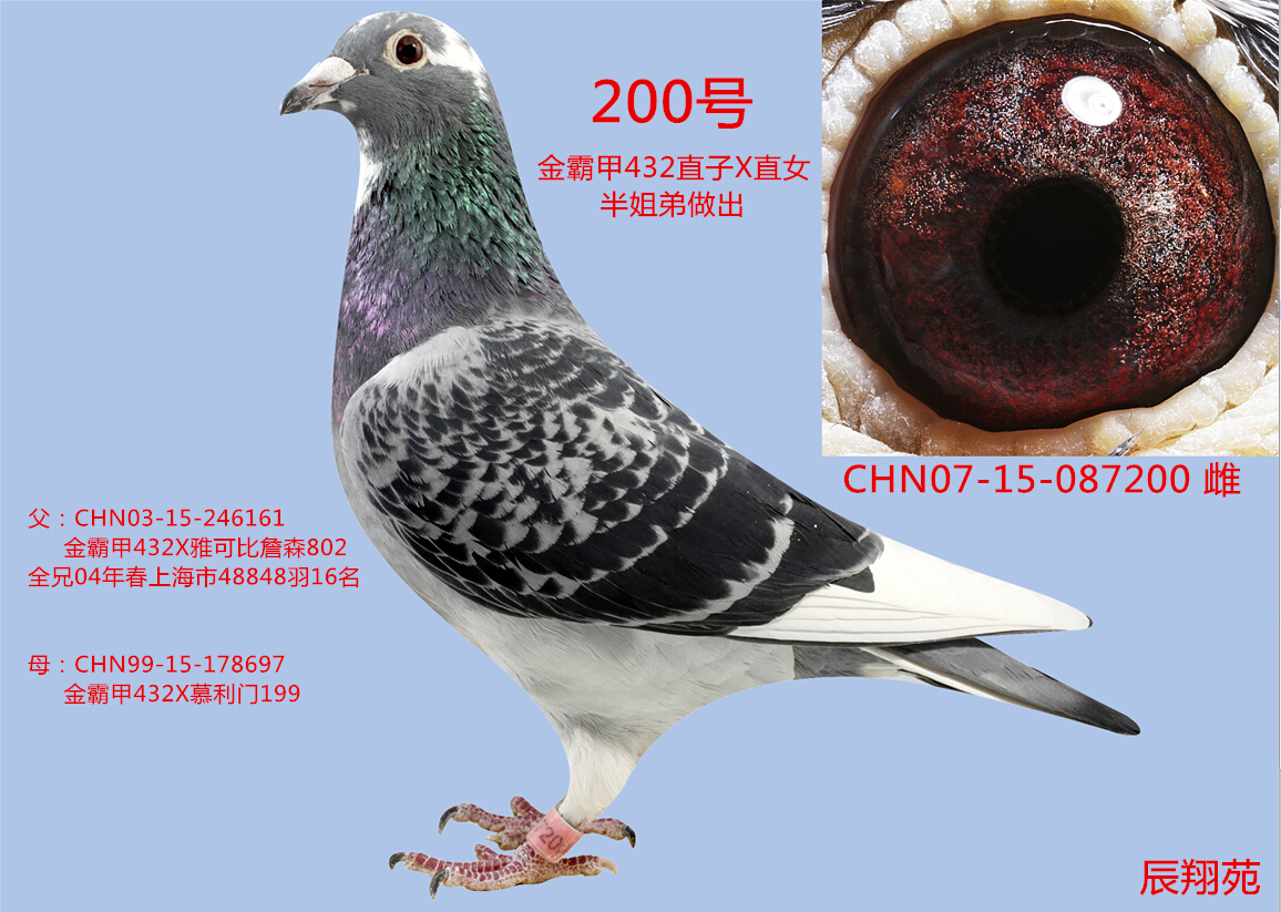 彼得.米卫金霸甲432近亲直孙女200号