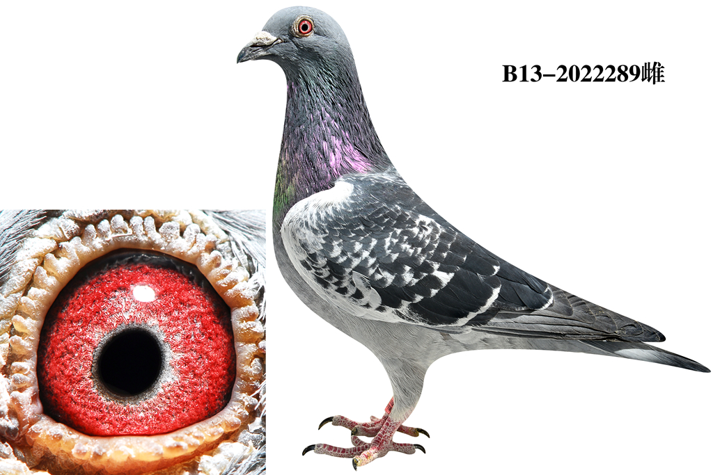 藏:点击收藏族 谱:未设置环 号:b13-2202289性 别:雌目 录:林伯格原舍