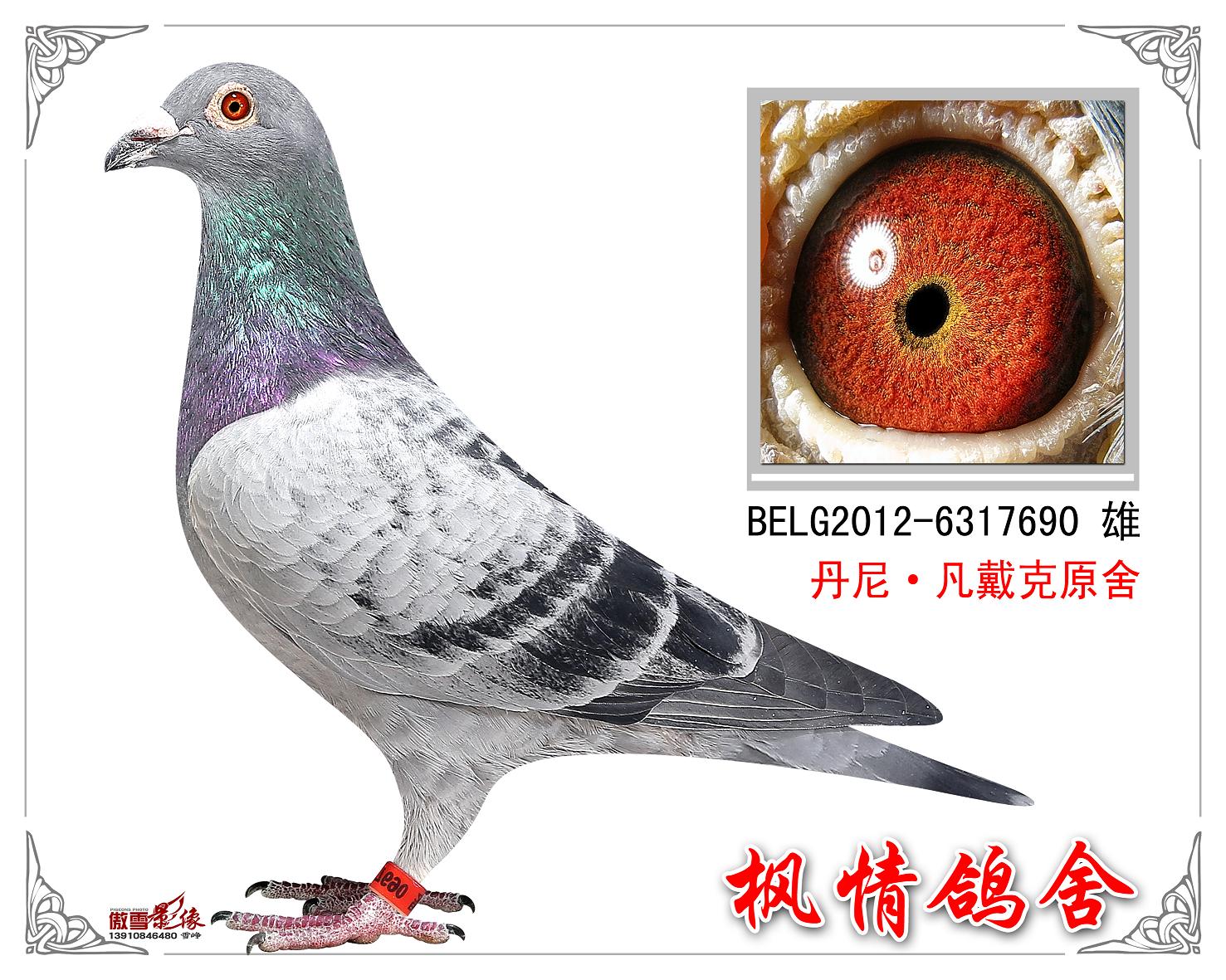 血统书信鸽特征编 号:322562鸽 名:"加农炮112"直子羽 色:雨点眼 砂