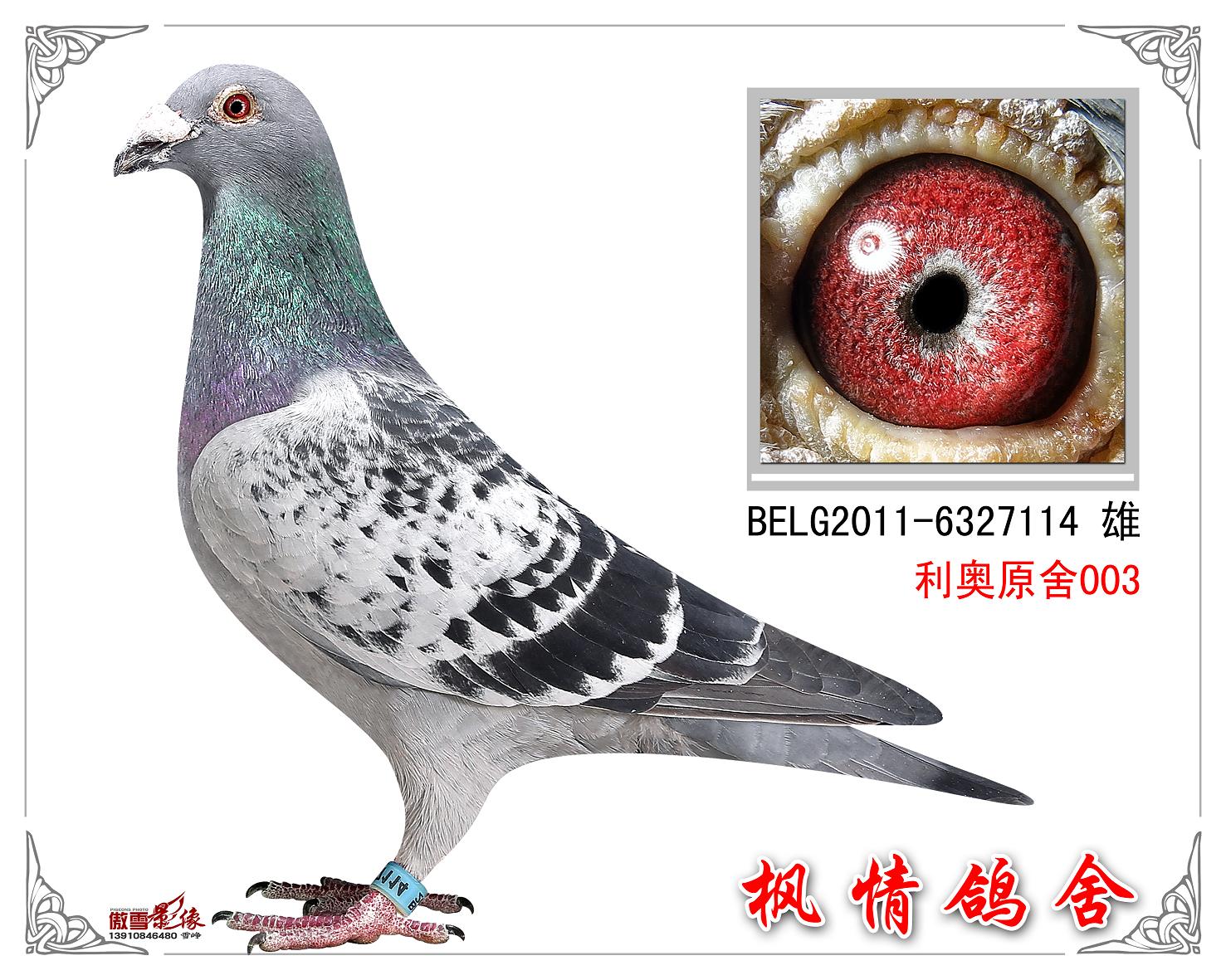 利奥原舍003直孙