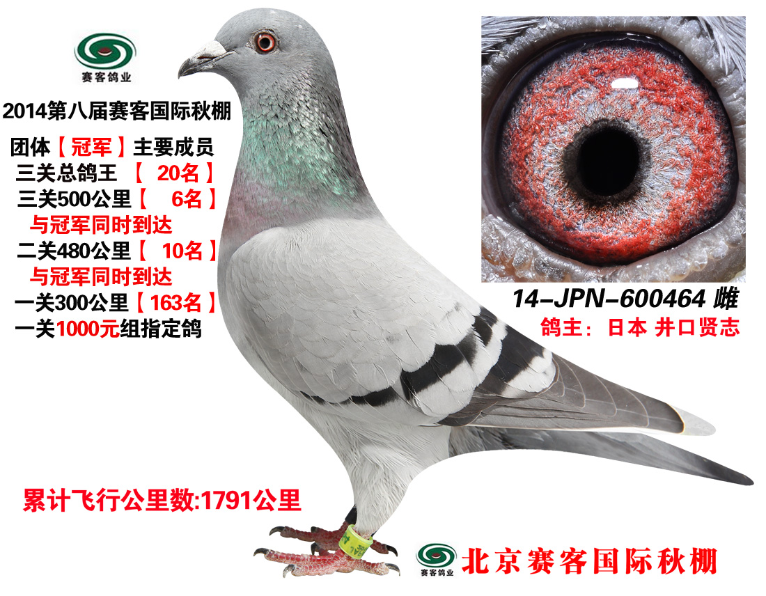 日本井口贤志三关总鸽王36名(照片,雌雄