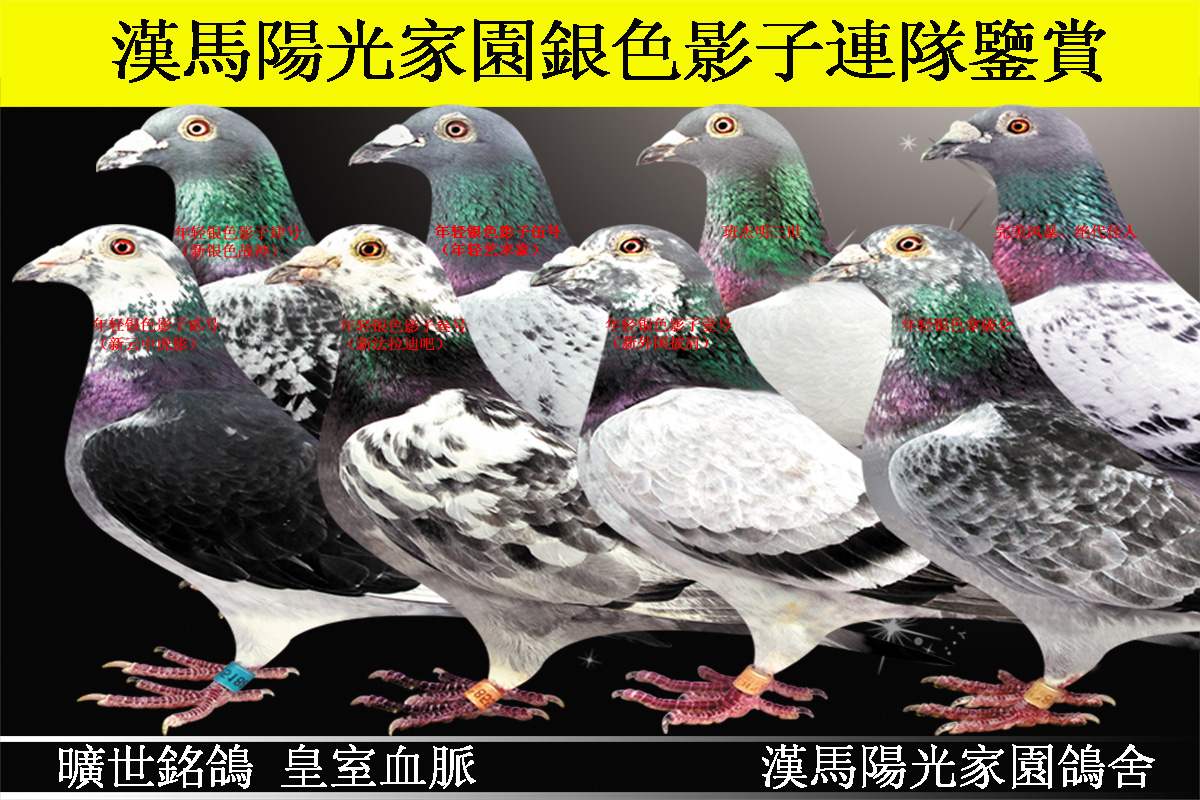 汉马阳光家园顶级臻品银色影子联队