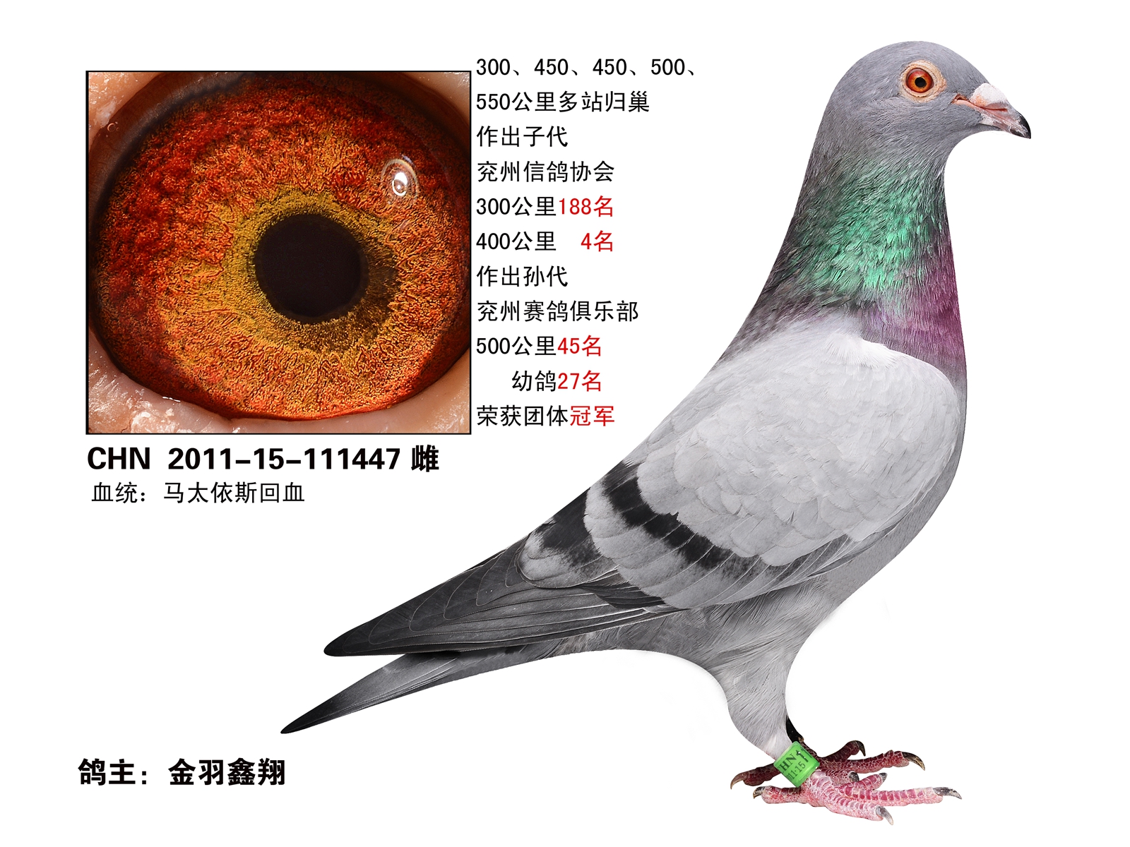 马太依斯