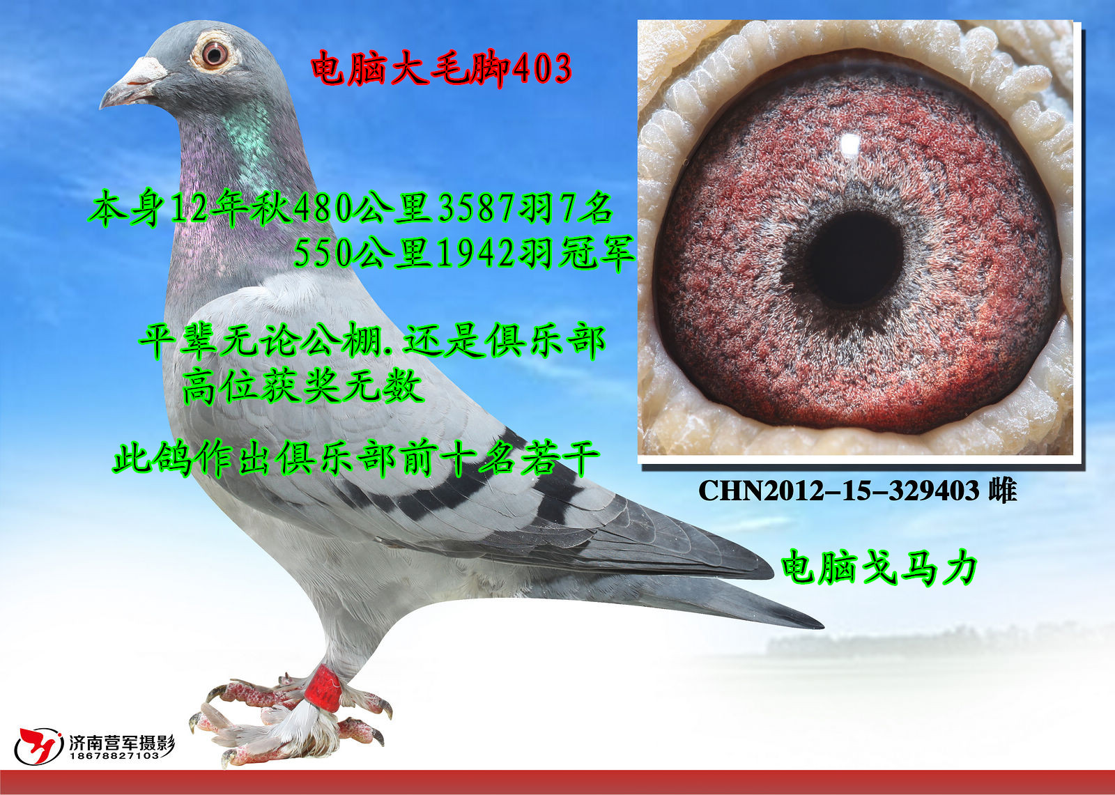 电脑大毛脚_山东顺翔鸽业_ ag188.com爱鸽商城_中国信鸽信息网