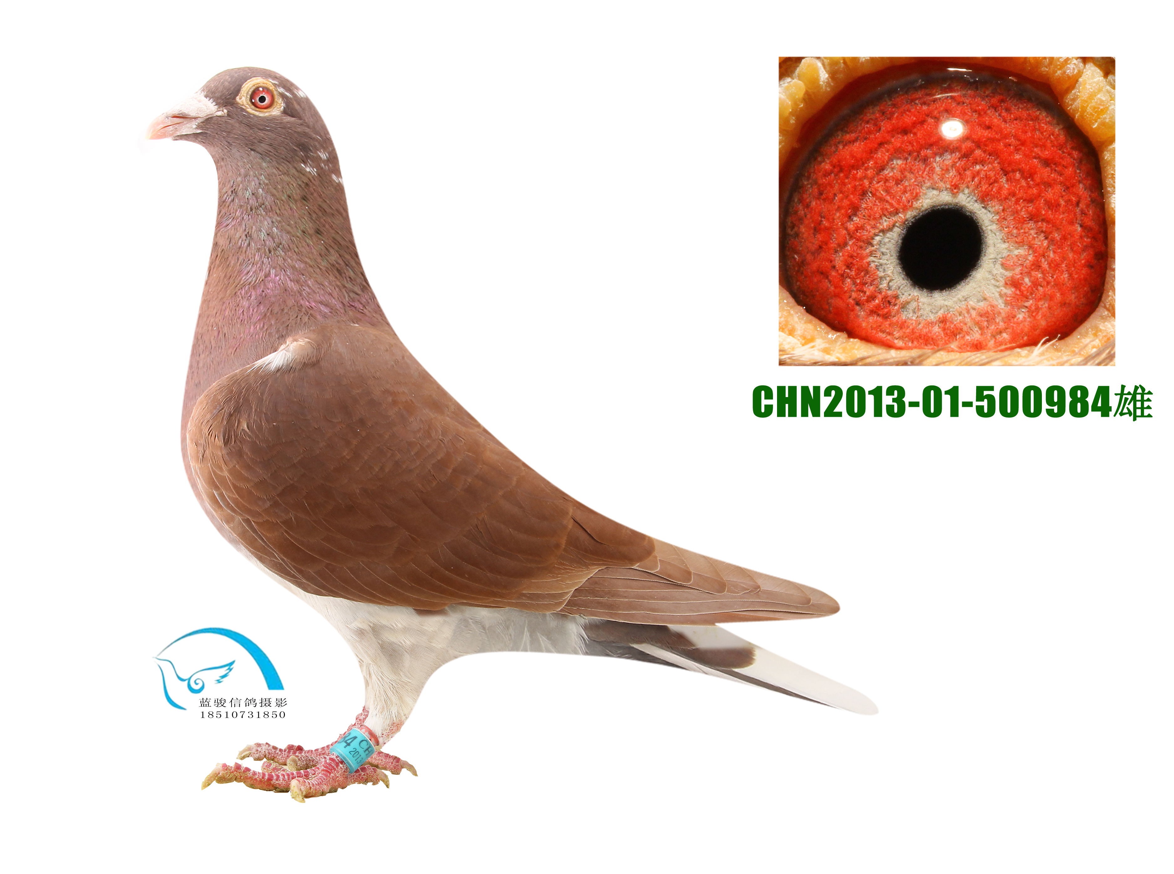 红色幽灵_北京李记种赛鸽中心_ ag188.com爱鸽商城_中国信鸽信息网