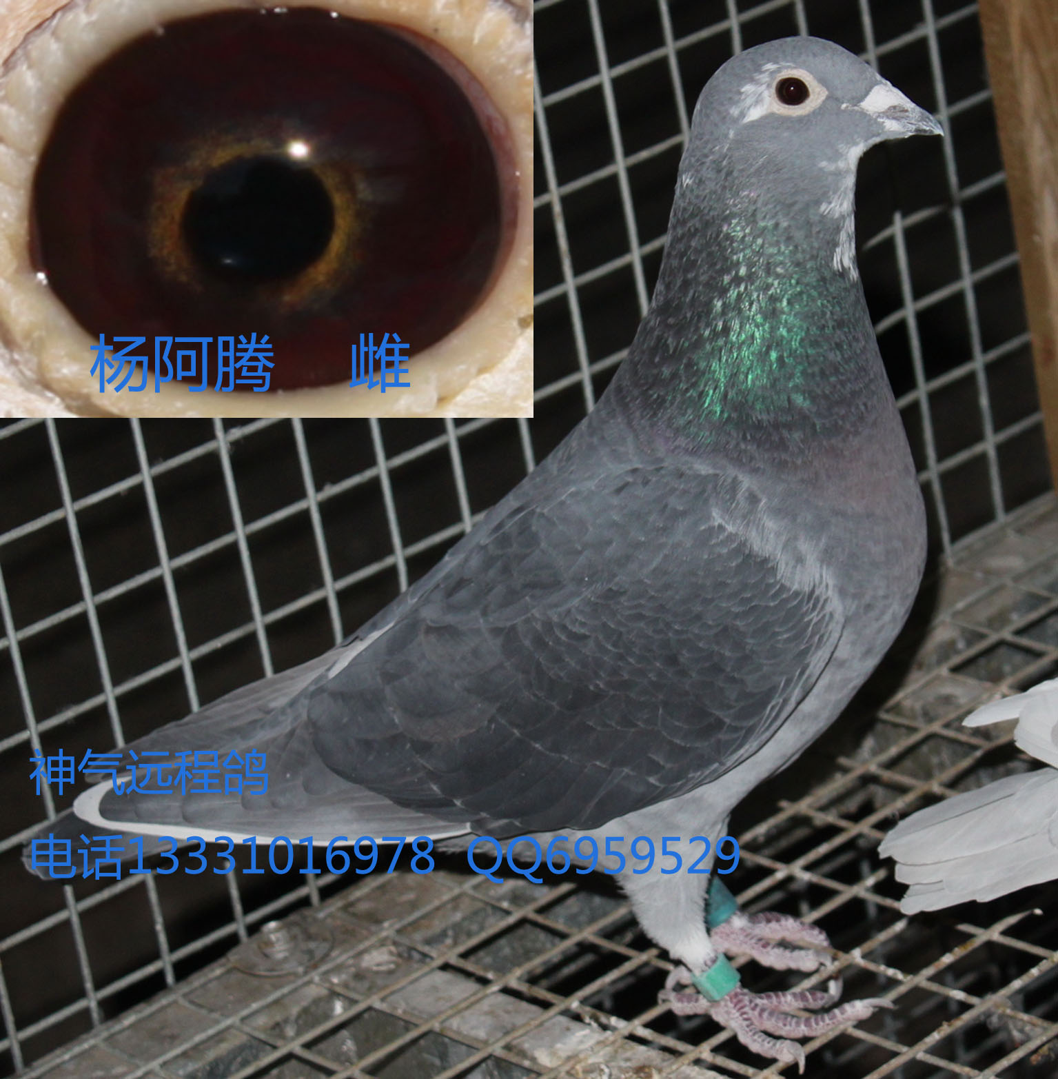 深斑插条雌_神气远程鸽_ ag188.com爱鸽商城_中国信鸽信息网