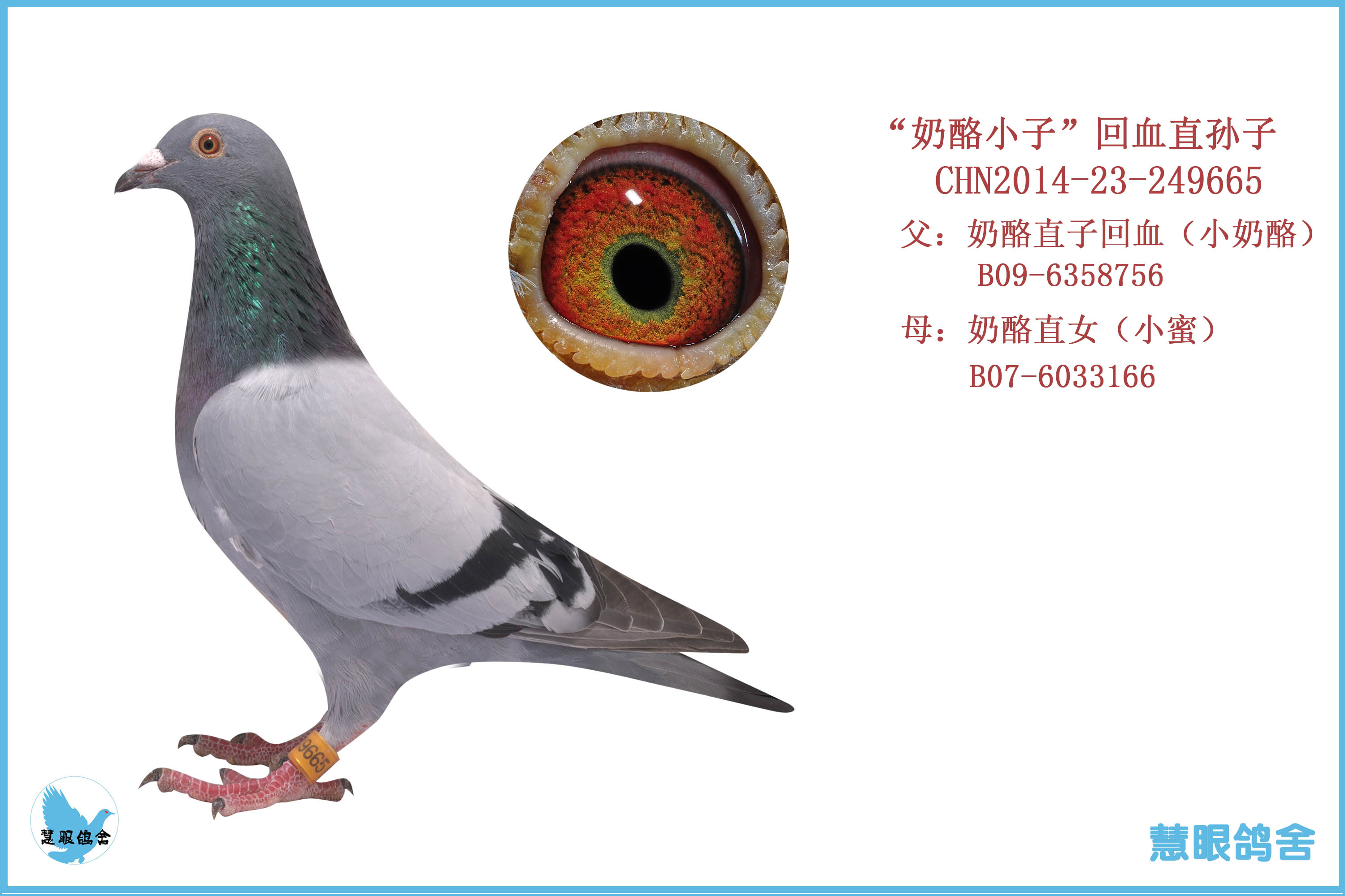 慧眼奶酪14-665(已售江西南昌)