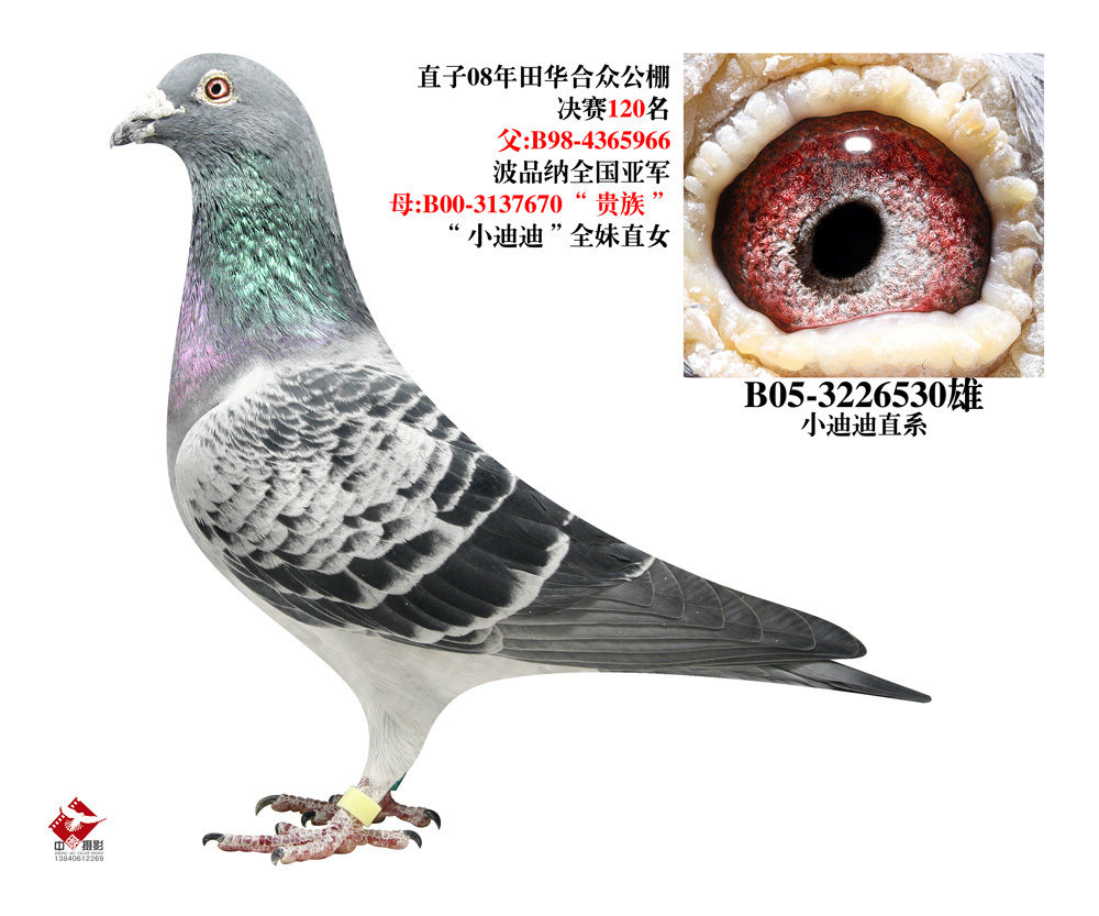 小迪迪系
