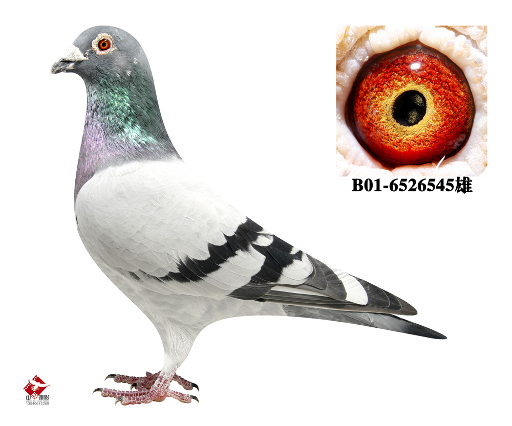 英格斯231 直孙