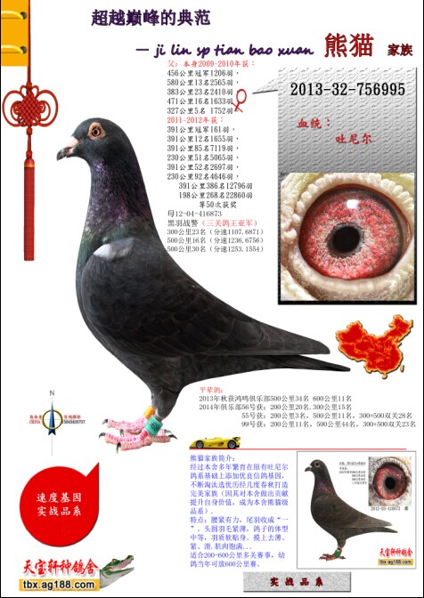 吐尼尔黑鸽系_天宝轩种鸽舍_ag188.com爱鸽商城_中国信鸽信息网