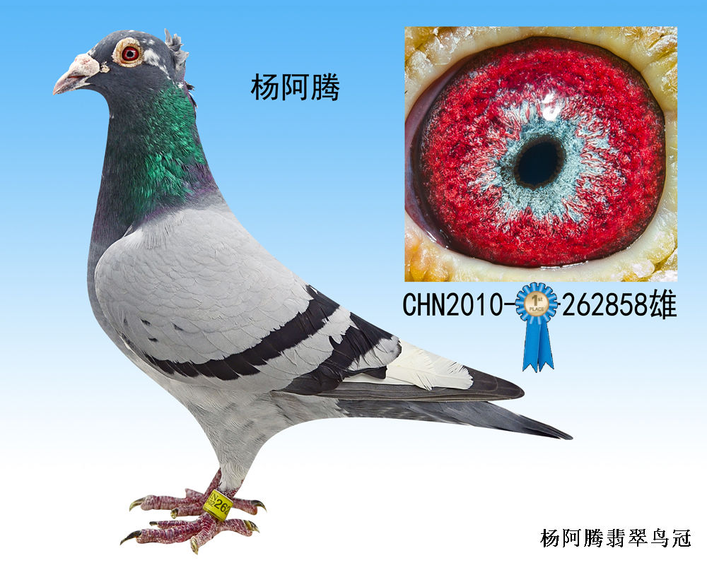 鸟冠老种鸽图图片