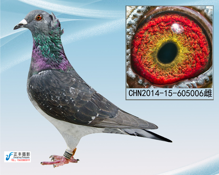 杨阿滕多利鸟冠《已转》