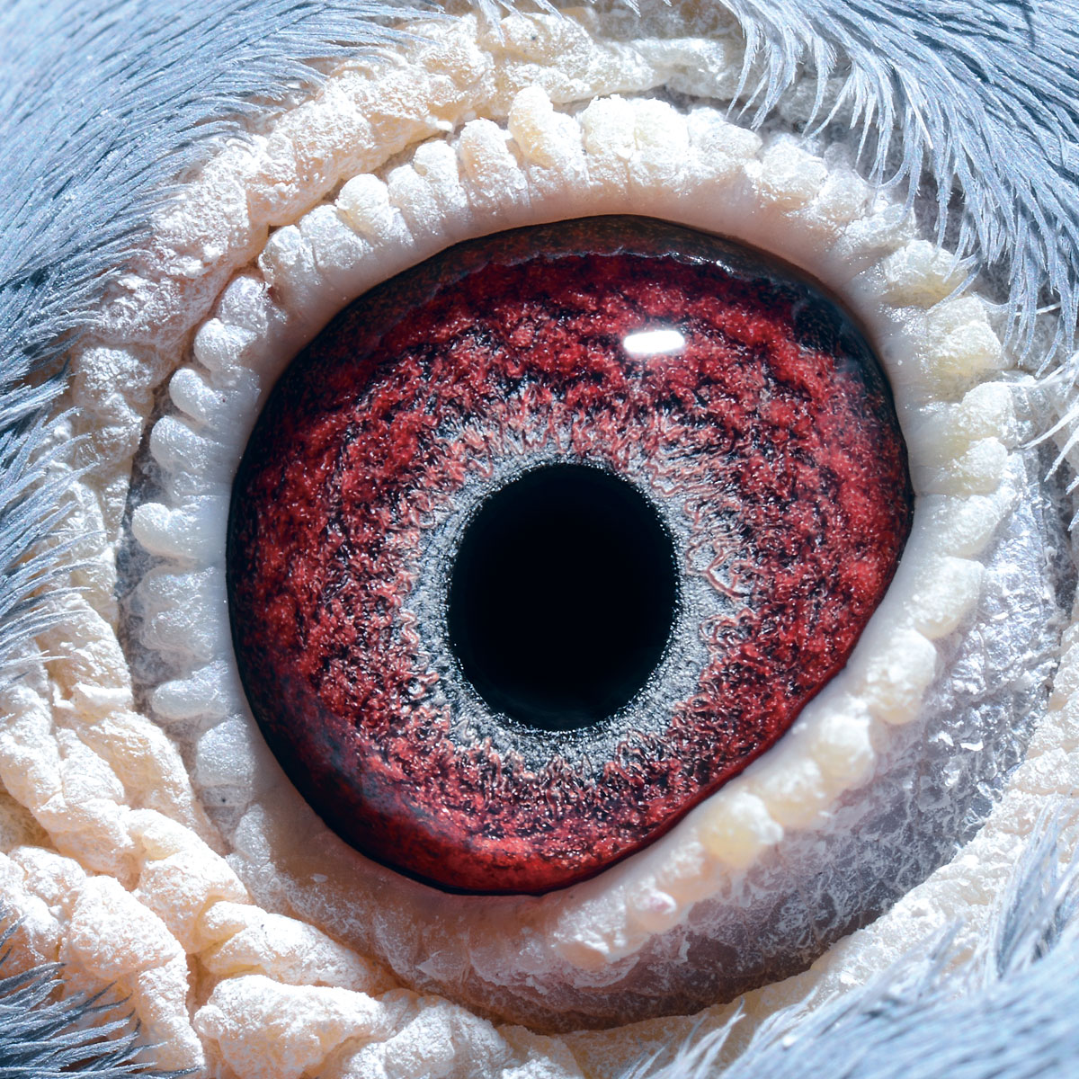 世界名鸽眼睛图片图片