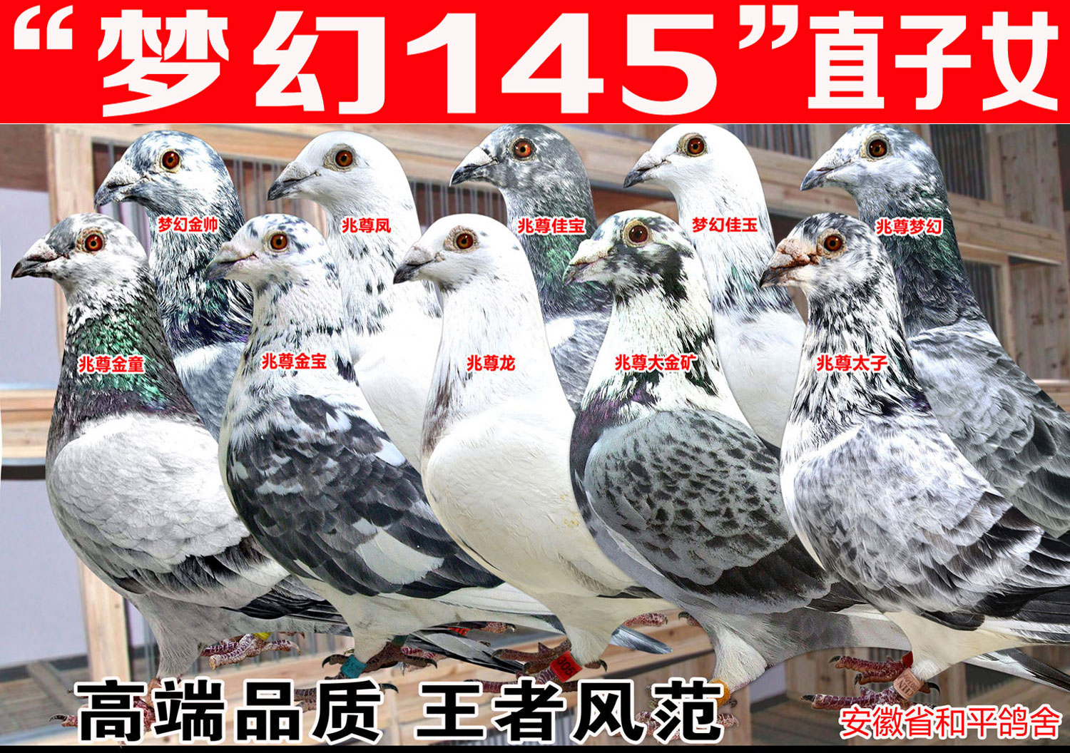 兆尊馆苍白王牌"梦幻145"子女10羽