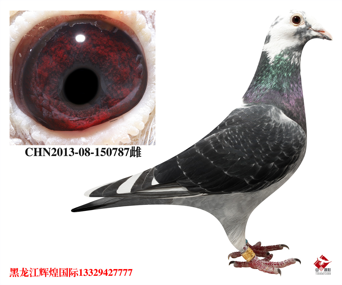 弗雷迪家族_辉煌国际赛鸽交流中心_ ag188.com爱鸽商城_中信网