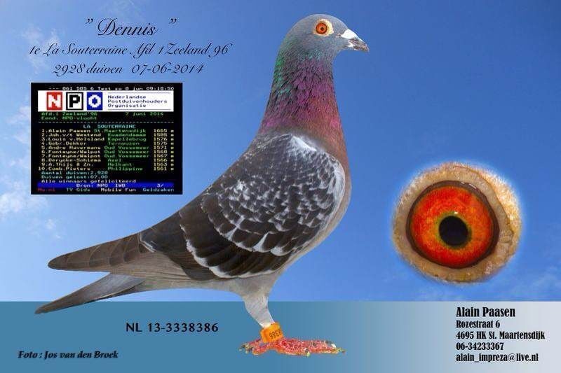 荷兰"npo"620公里全国冠军_山东鸿冠鸽业_ag188.com爱鸽商城_中信网