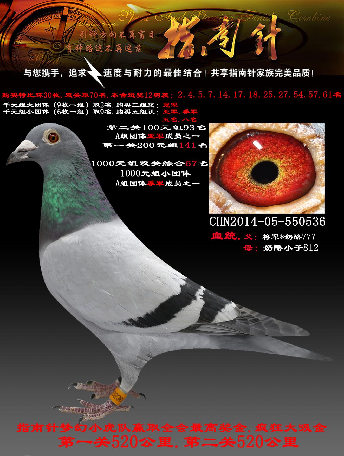 &nbsp; &nbsp;                编 号: 330281                鸽 名