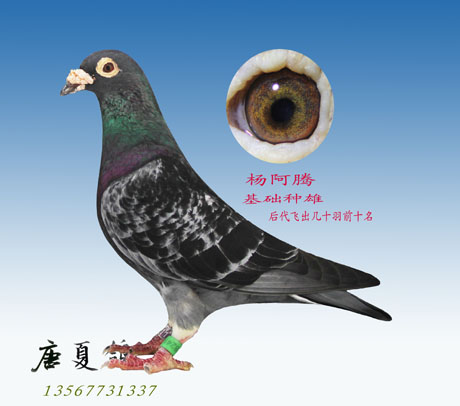 基础种鸽