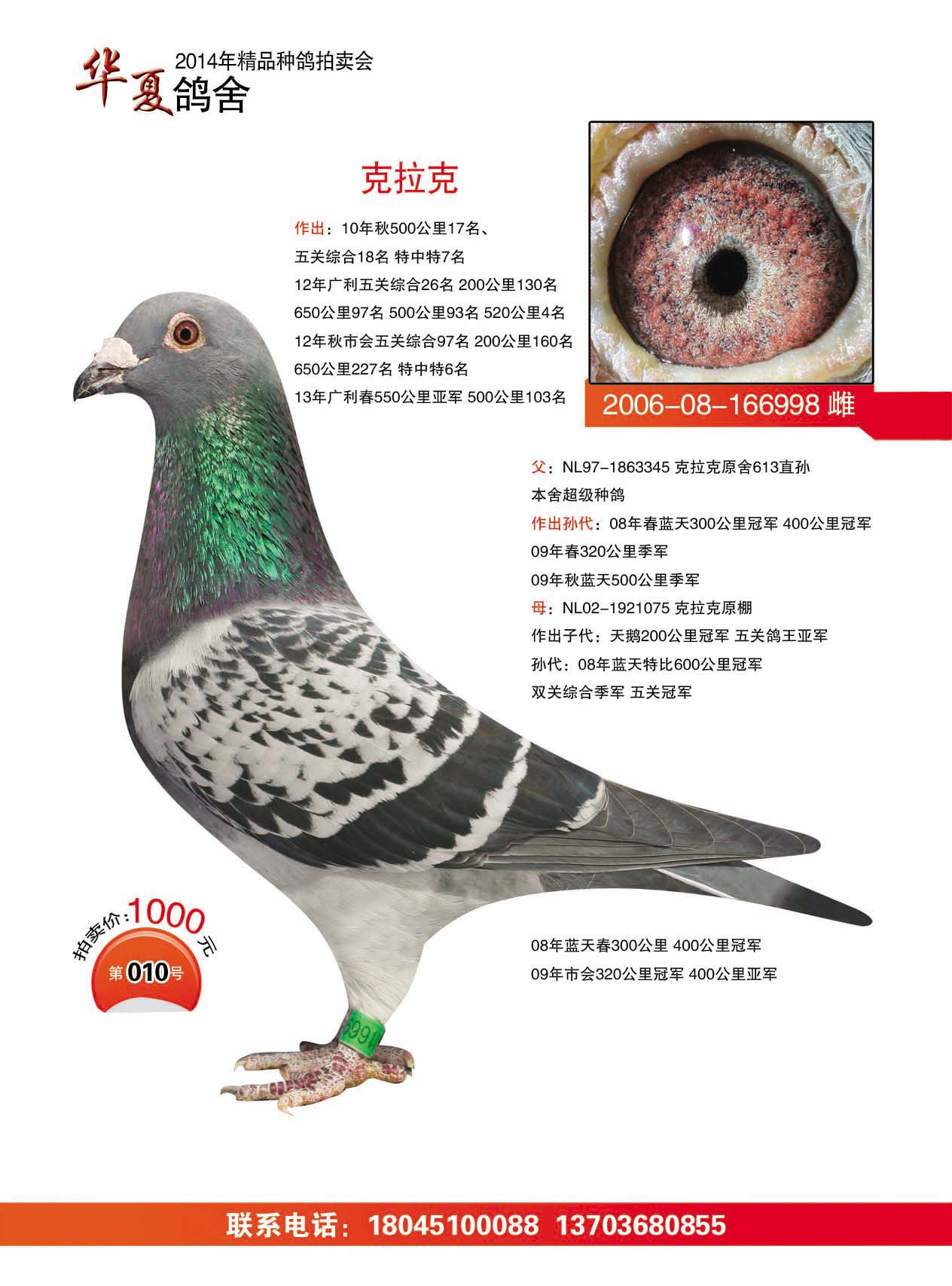 华夏鸽舍2014年精品种鸽拍卖会07