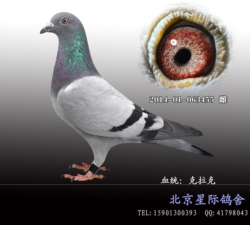 克拉克詹森