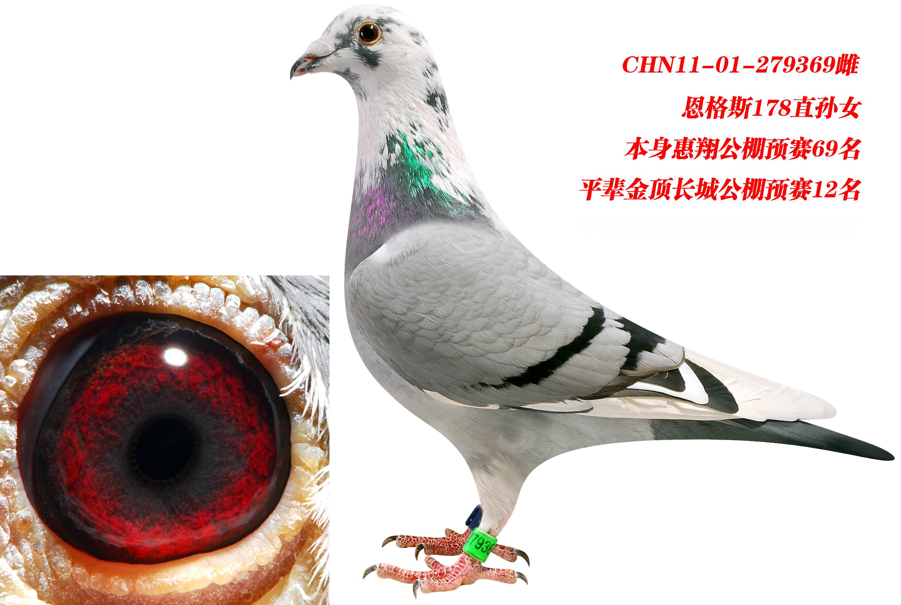 花开富贵_梁磊宇鸽舍_ ag188.com爱鸽商城_中国信鸽信息网