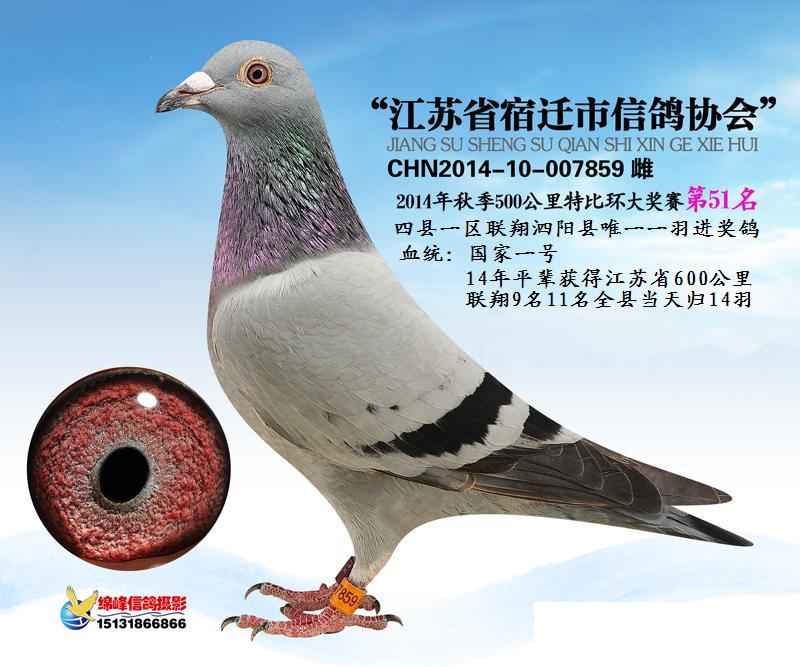 国家一号_江苏双赢赛绩鸽鸽舍_ ag188.com爱鸽商城_中国信鸽信息网