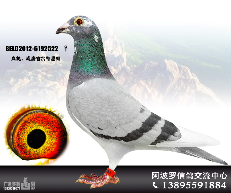 威廉吉尔特belg12-6192522_宁夏阿波罗信鸽交流中心-中信网爱鸽商城