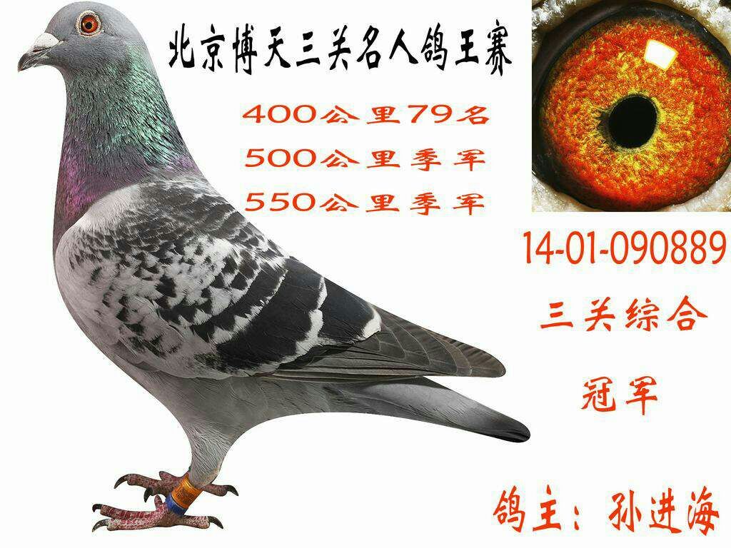 北京博天三关名人鸽王赛综合冠军