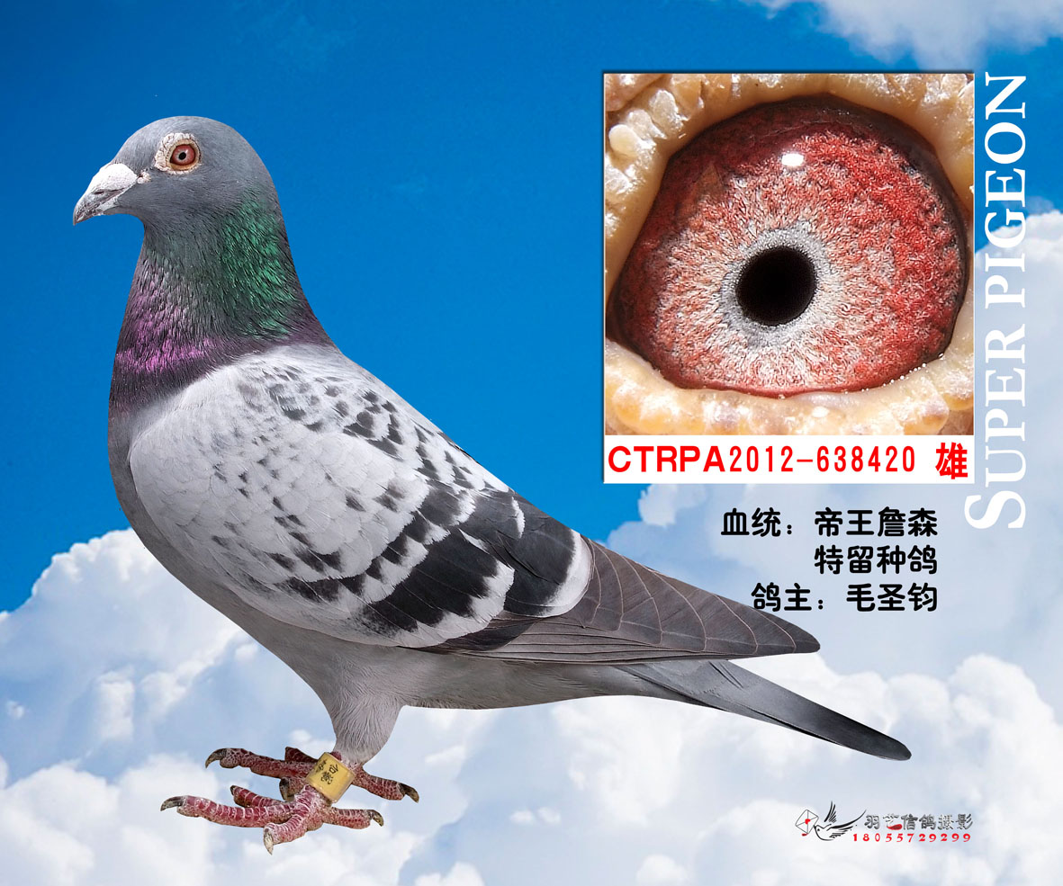 帝王詹森420_圣钧鸽舍-中信网爱鸽商城