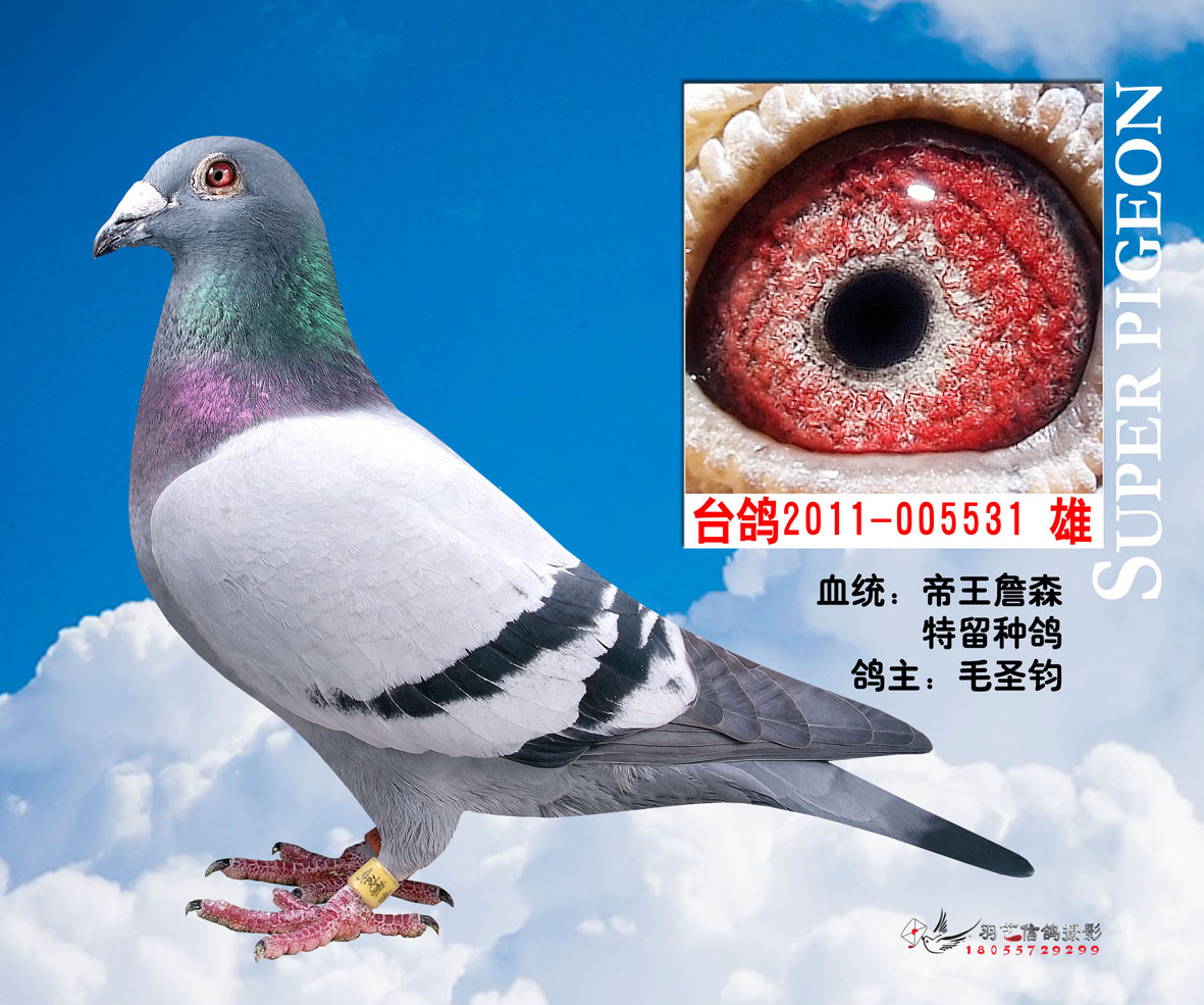 帝王詹森冬日531-圣钧鸽舍-中信网爱鸽商城